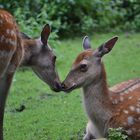 Tierliebe