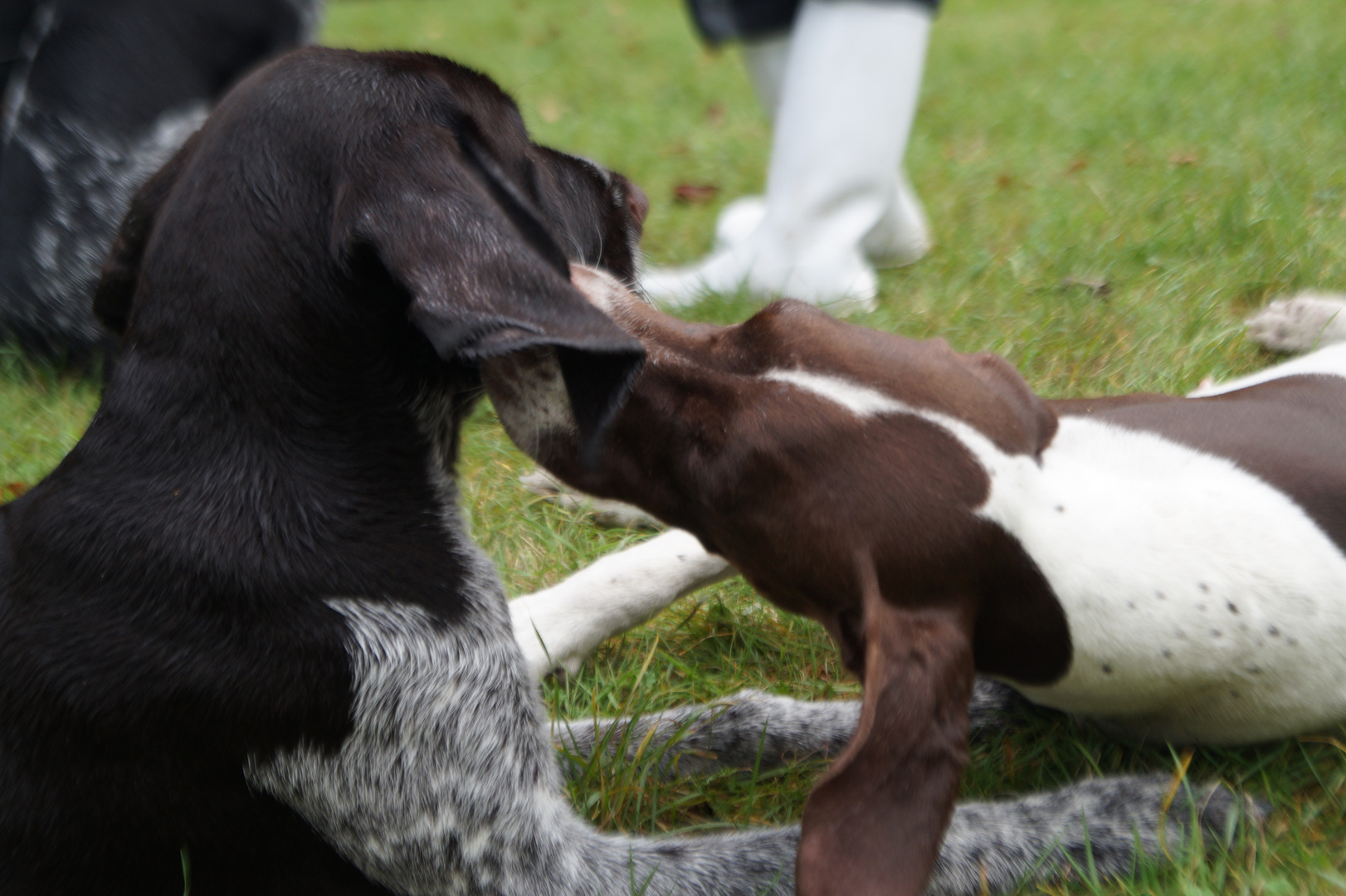 tierliebe