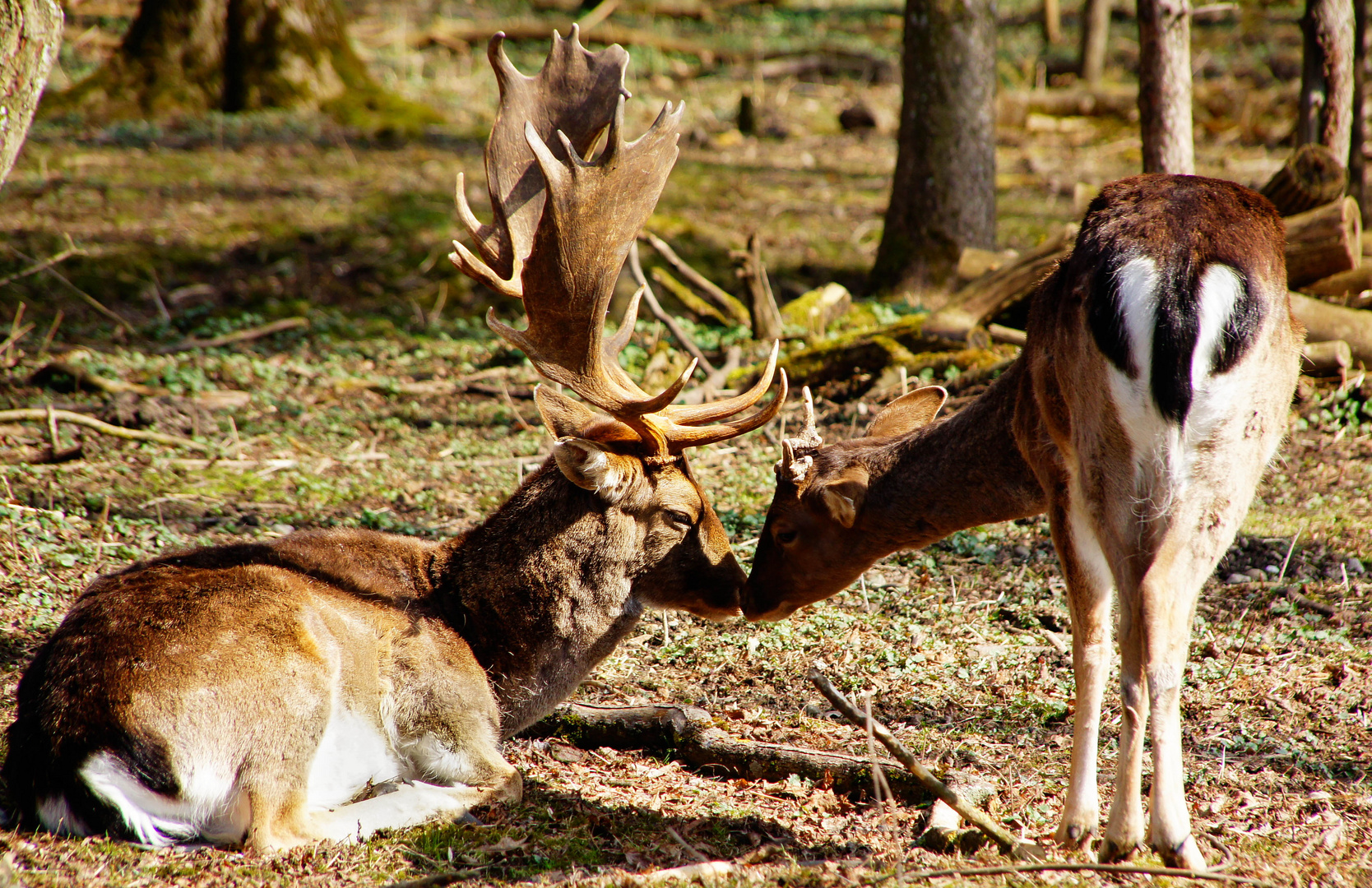 Tierliebe