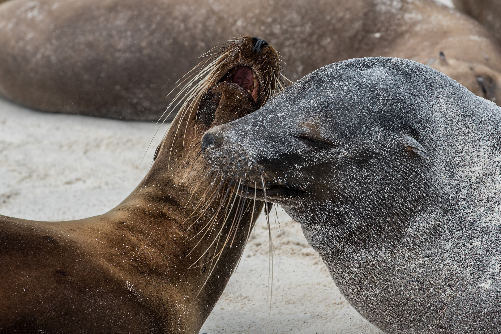 Tierliebe