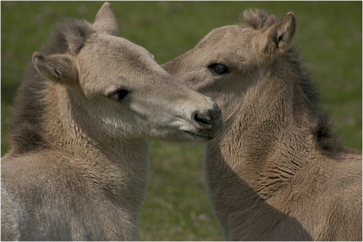 Tierliebe in den Massuren