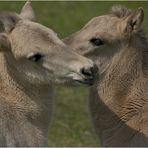 Tierliebe in den Massuren