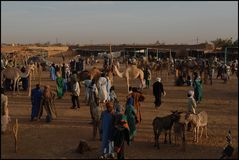tiermarkt (und männertreff) in agadez