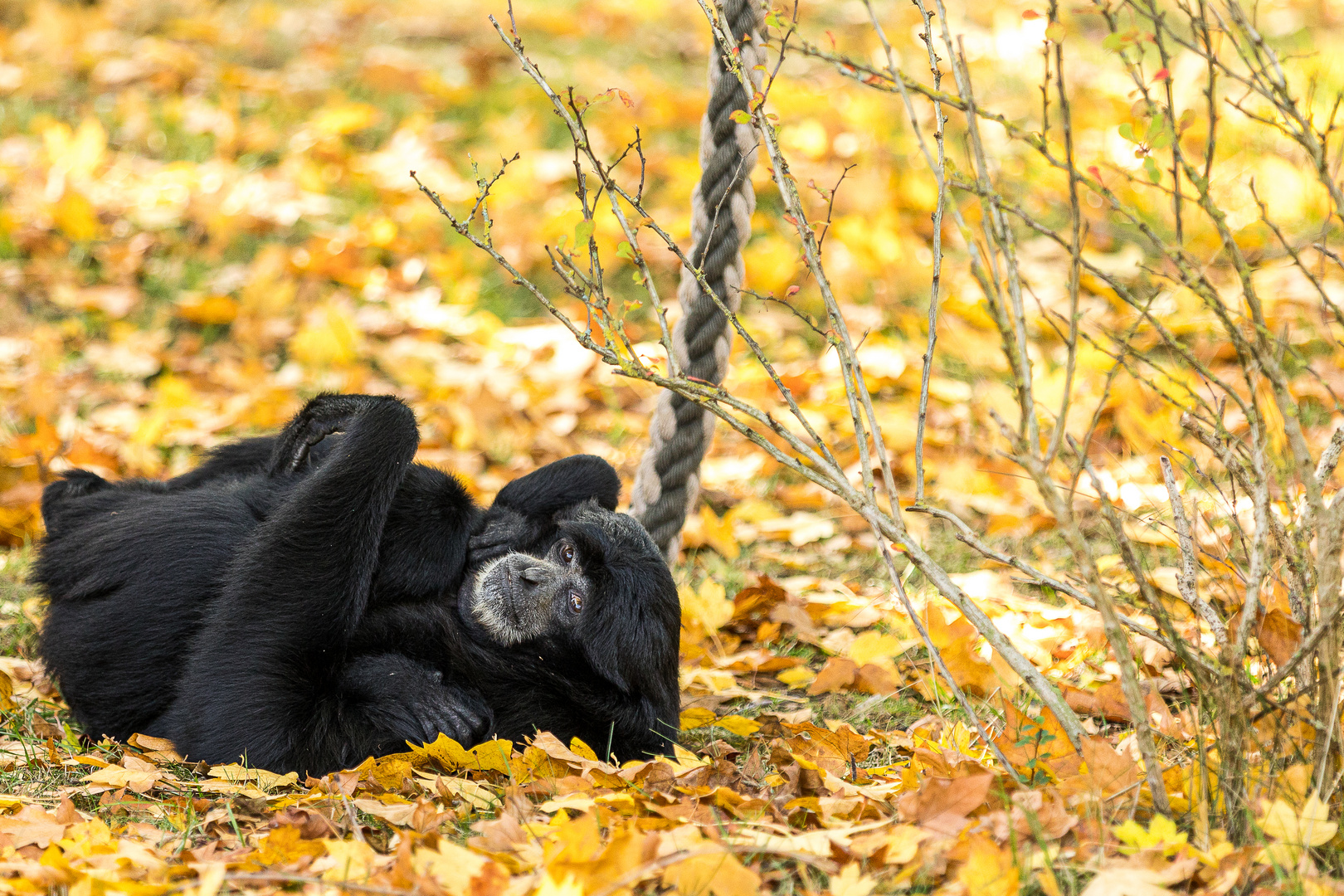 Tiermotive von Safaripark Hodenhagen