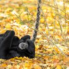 Tiermotive von Safaripark Hodenhagen