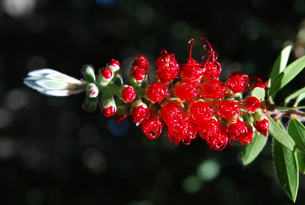 Tierna flor