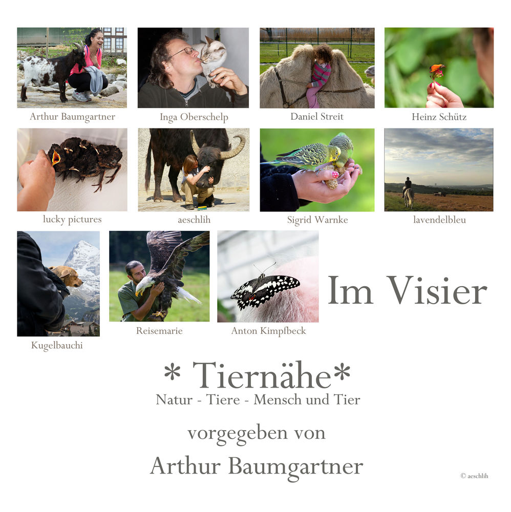 *Tiernähe* Collage von aeschlih