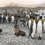 Tierparadies Südgeorgien im Südpolarmeer...