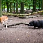 Tierpark 02