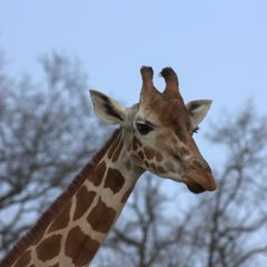 Tierpark