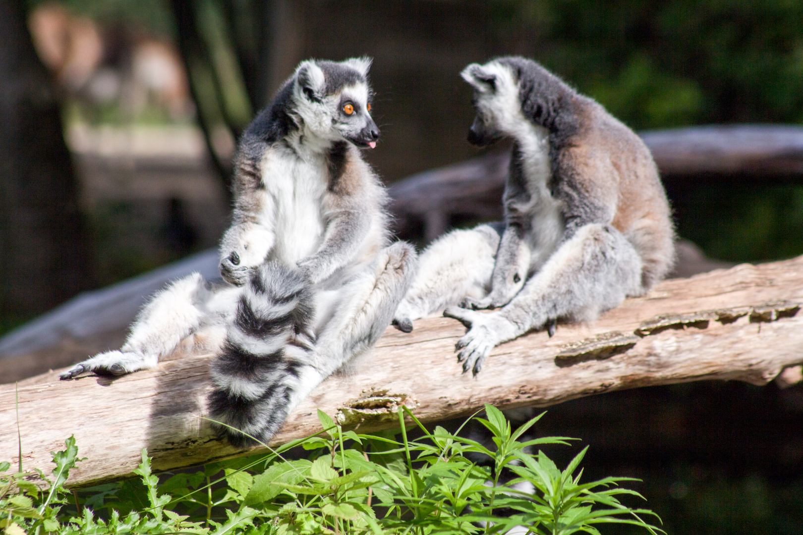 Tierpark