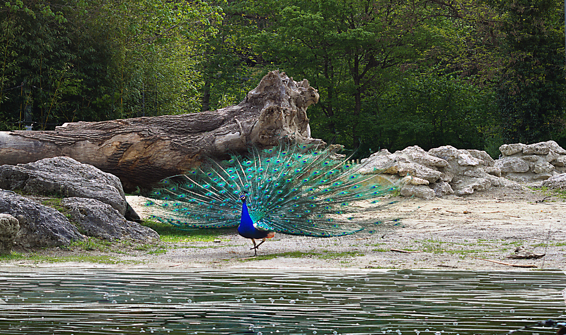 Tierpark 