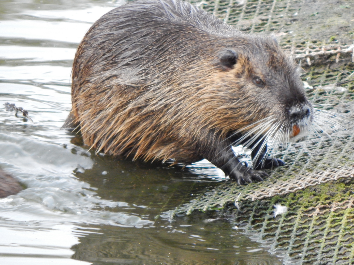 Tierpark