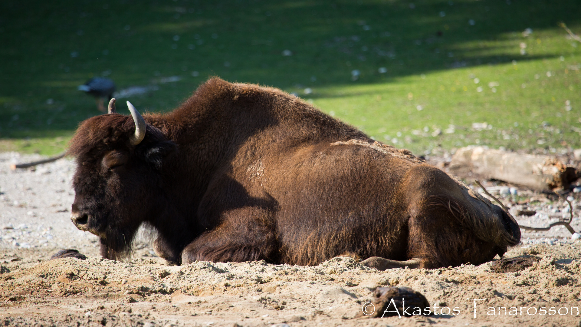 Tierpark