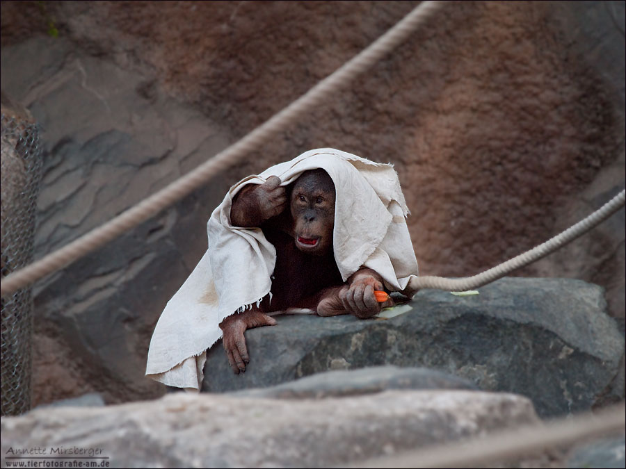 Tierpark #3