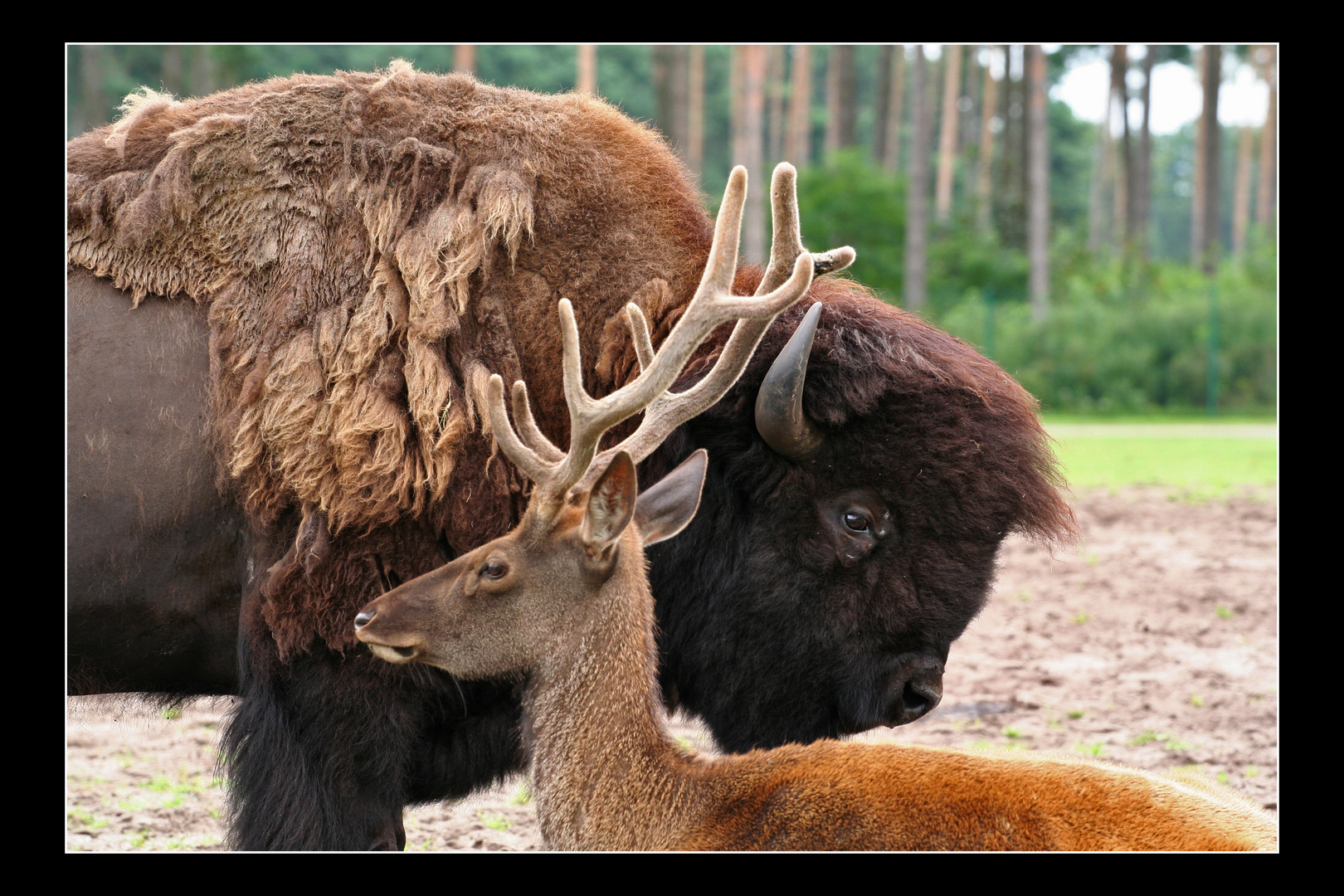 Tierpark