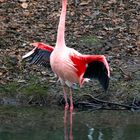 Tierpark Aachen