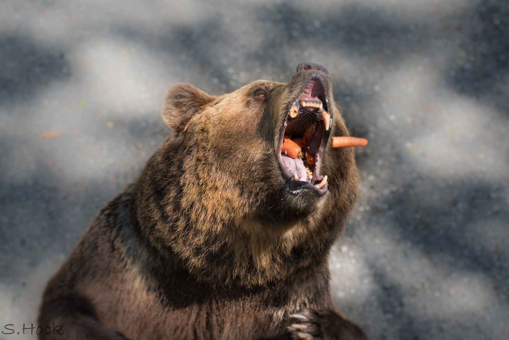 Tierpark Allensbach