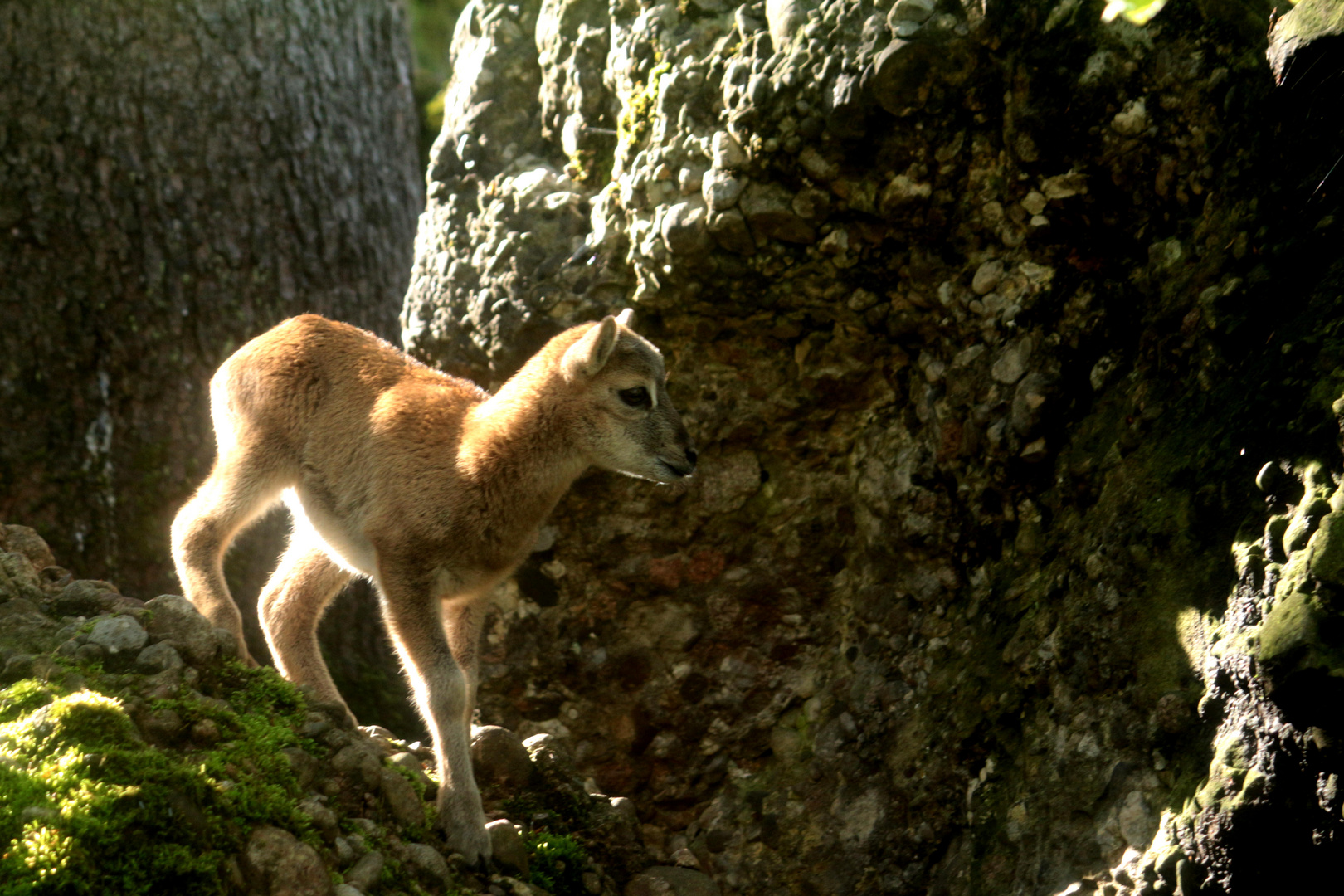 Tierpark Arth-Goldau