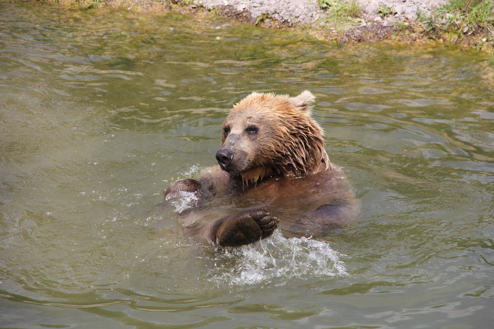 Tierpark Arth Goldau