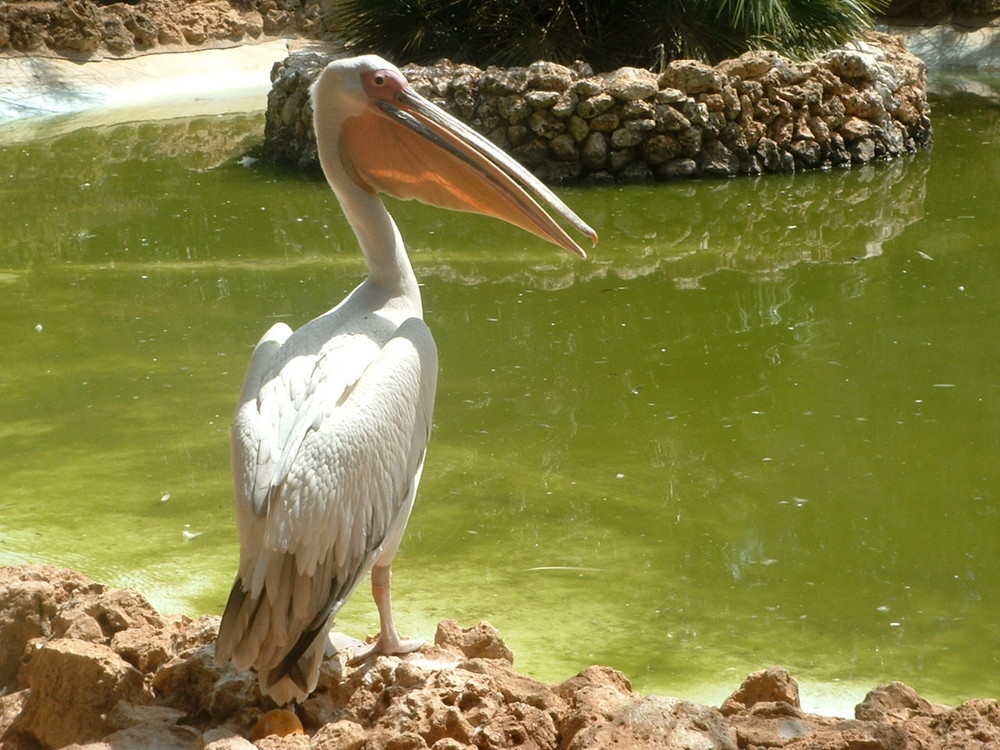 Tierpark