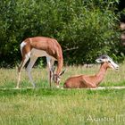 Tierpark