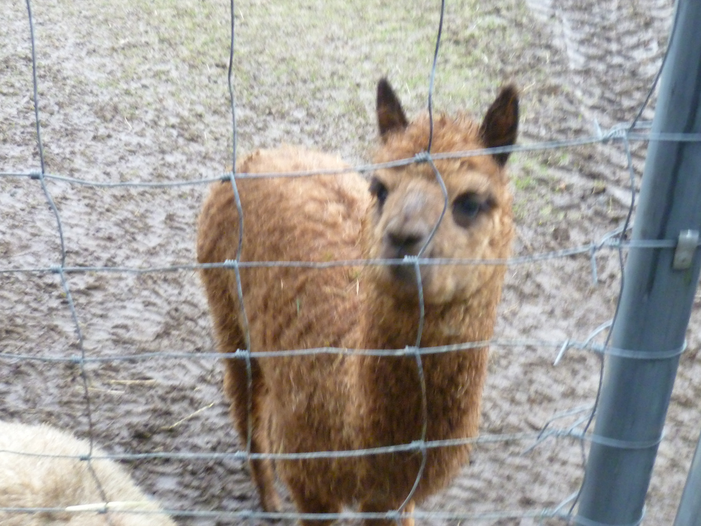 Tierpark Bad Marienberg 1