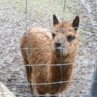 Tierpark Bad Marienberg 1