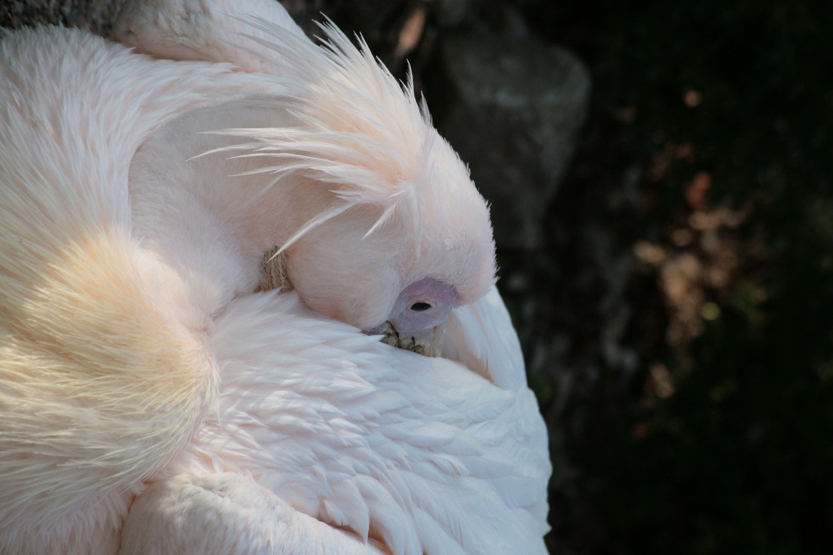 Tierpark Bad Pyrmont 01