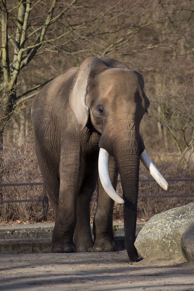 Tierpark Berlin