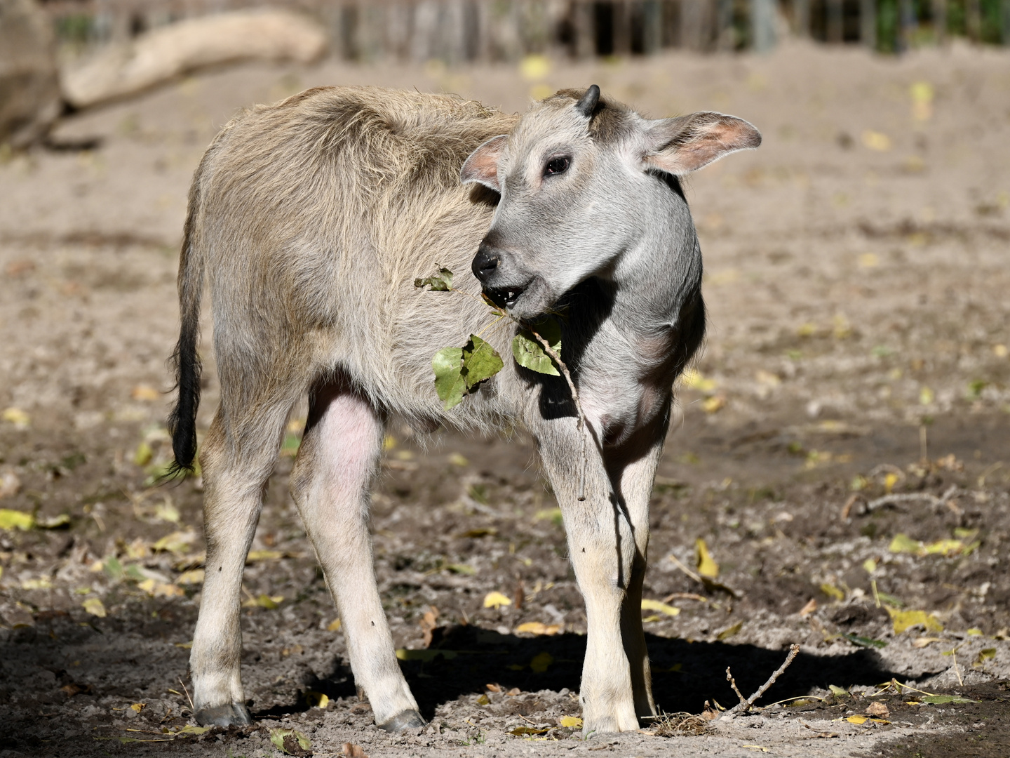 Tierpark Berlin