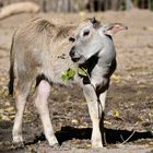 Tierpark Berlin