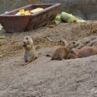 Tierpark Berlin