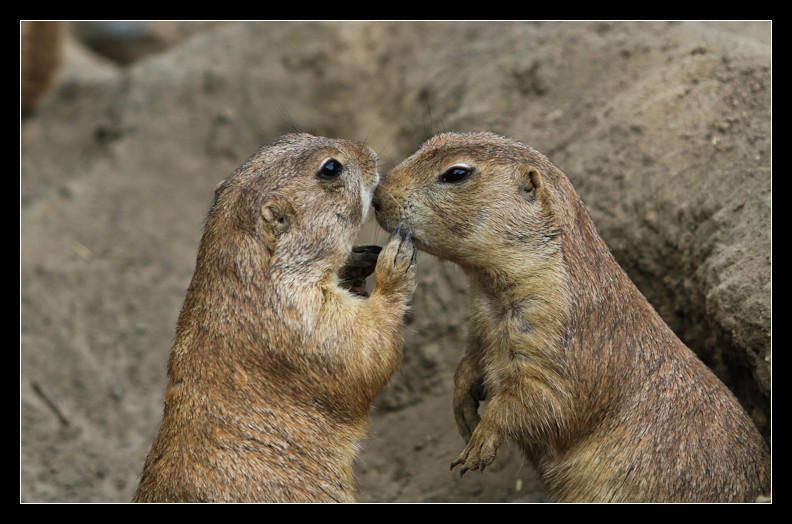 tierpark berlin