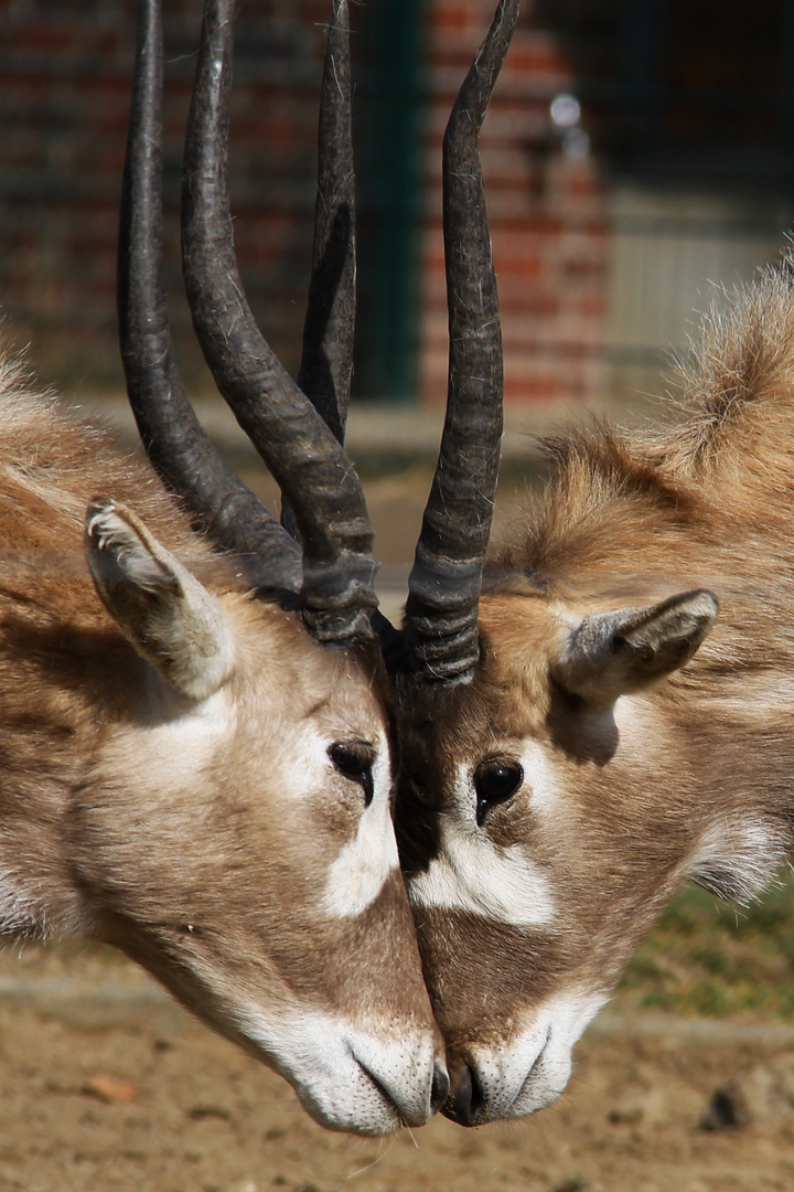 Tierpark Berlin