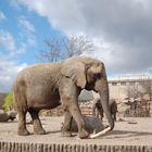 Tierpark Berlin