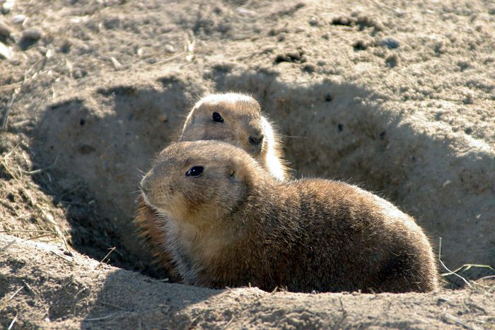 Tierpark Berlin Friedrichsfelde -Präriehunde -