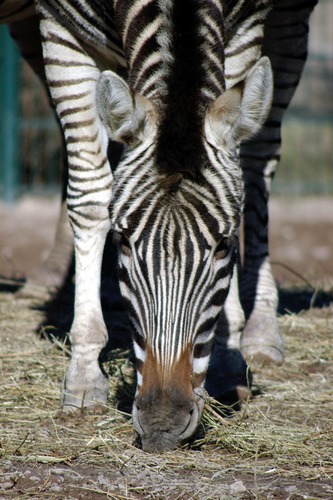 Tierpark Berlin Friedrichsfelde - Zebrafutter-