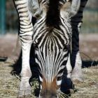 Tierpark Berlin Friedrichsfelde - Zebrafutter-