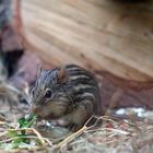 Tierpark Berlin: Futterzeit