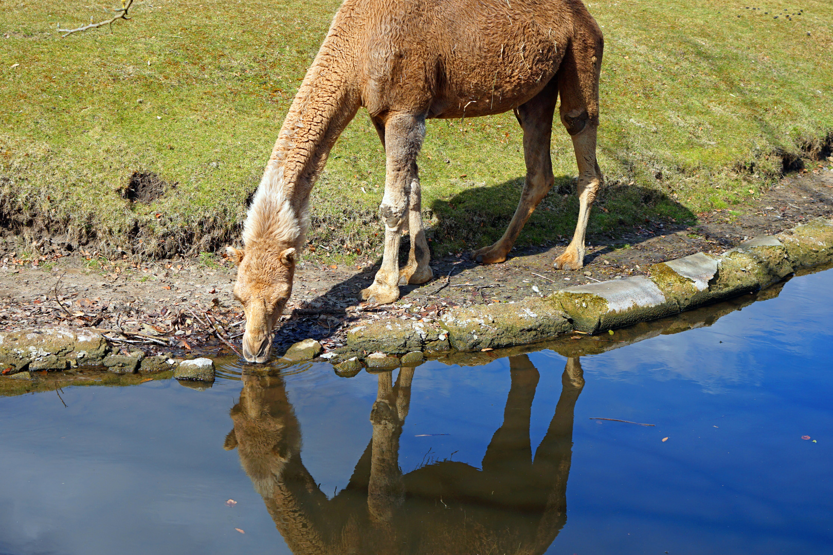 Tierpark Berlin: Lama