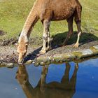 Tierpark Berlin: Lama