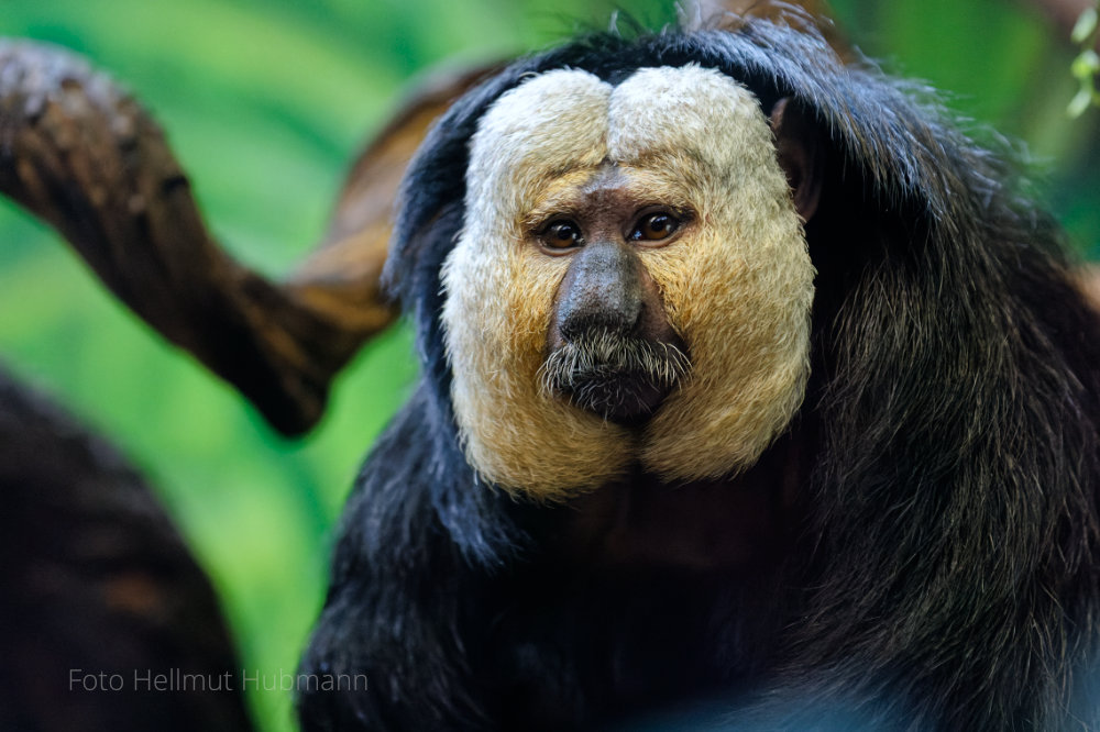 TIERPARK BERLIN - MIT ECHTER MASKE