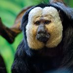 TIERPARK BERLIN - MIT ECHTER MASKE