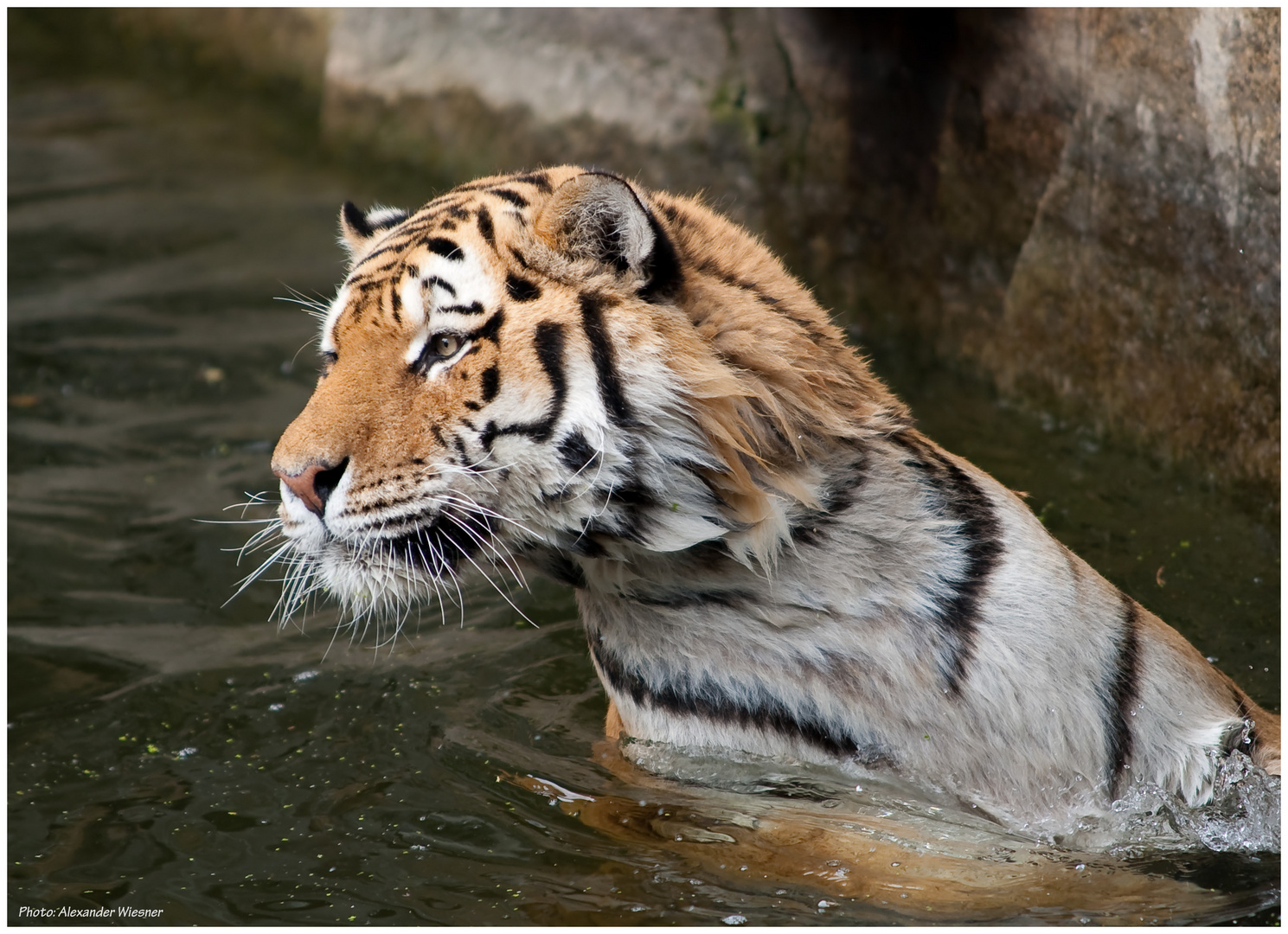 Tierpark Berlin - Tiger #2