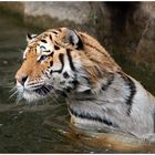 Tierpark Berlin - Tiger #2