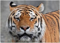 Tierpark Berlin - Tiger