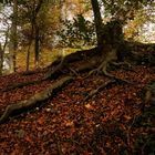 Tierpark Bern