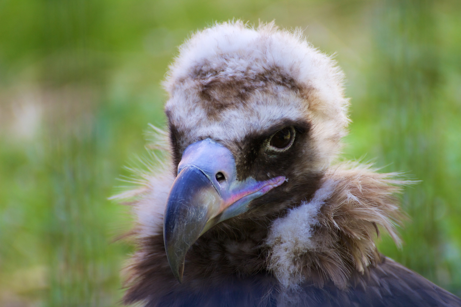 Tierpark Bochum