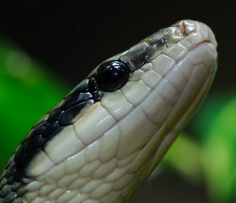 Tierpark Bochum | Closeup | Schlange